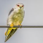 Gleitaar - Black-winged Kite