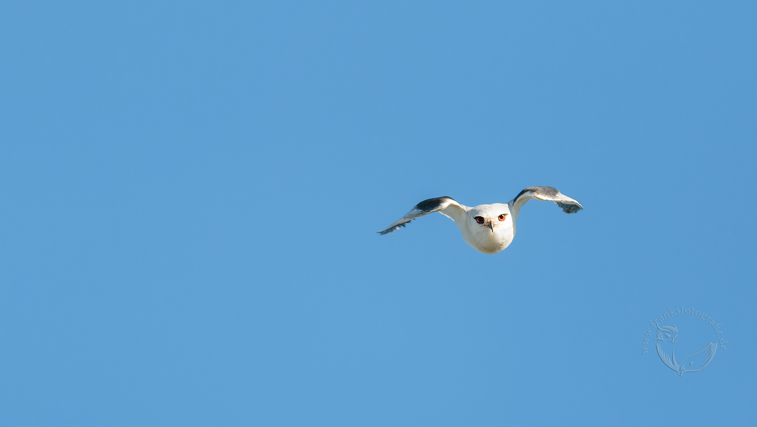 Gleitaar (Elanus caeruleus)