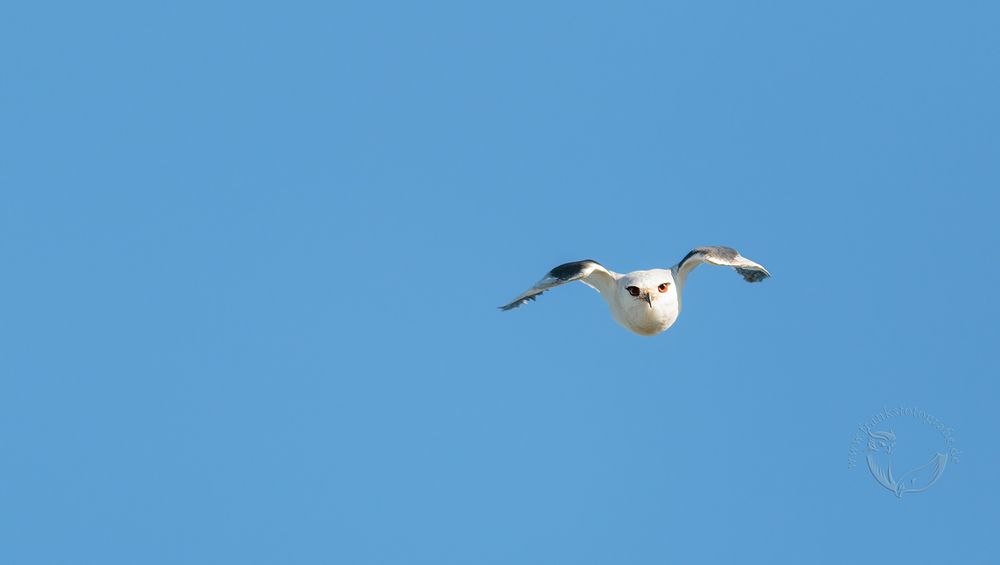 Gleitaar (Elanus caeruleus)