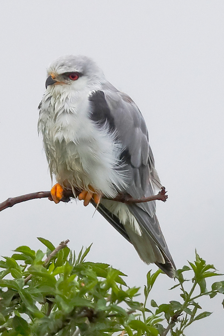 Gleitaar (Elanus caeruleus)