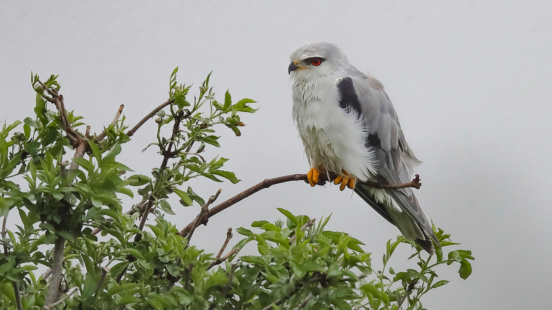 Gleitaar (Elanus caeruleus)