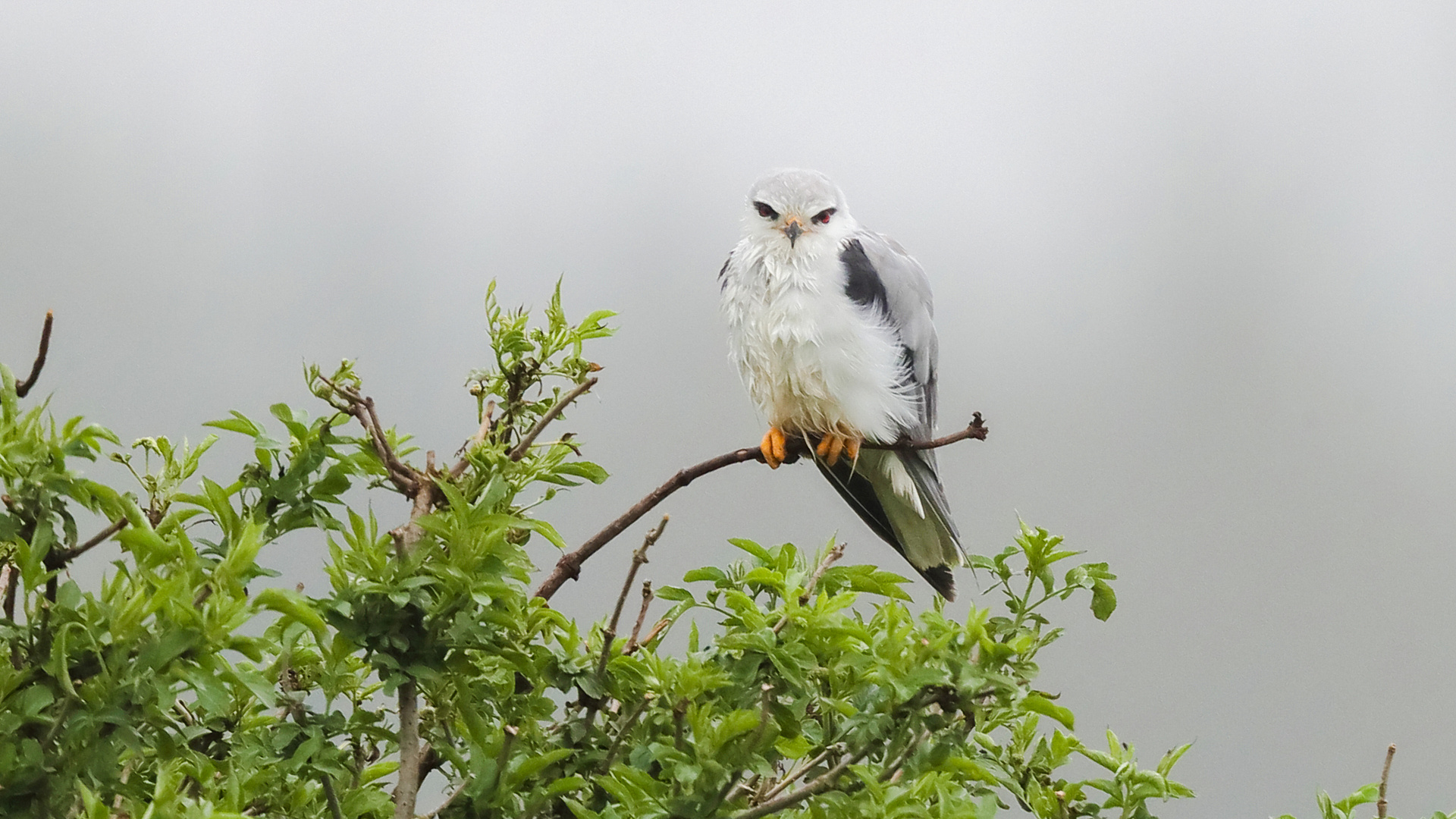 Gleitaar (Elanus caeruleus)