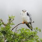 Gleitaar (Elanus caeruleus)