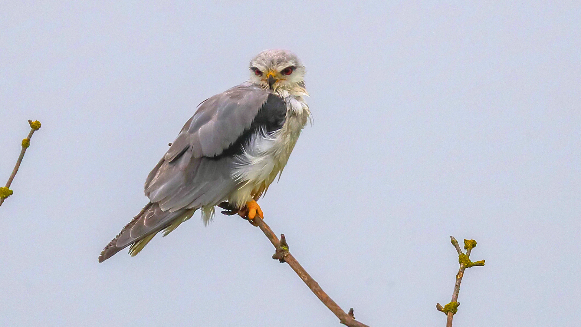 Gleitaar (Elanus caeruleus)