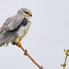 Gleitaar (Elanus caeruleus)