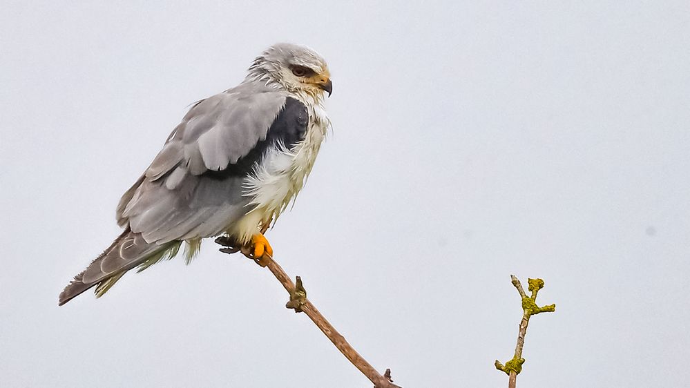 Gleitaar (Elanus caeruleus)