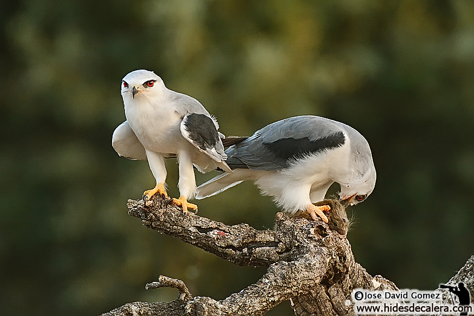 Gleitaar ( Elanus Caeruleus )