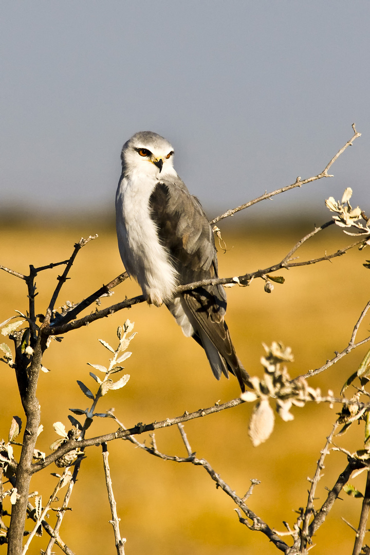 Gleitaar (Elanus caeruleus), Namibia