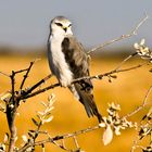 Gleitaar (Elanus caeruleus), Namibia