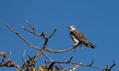 Gleitaar Etosha NP