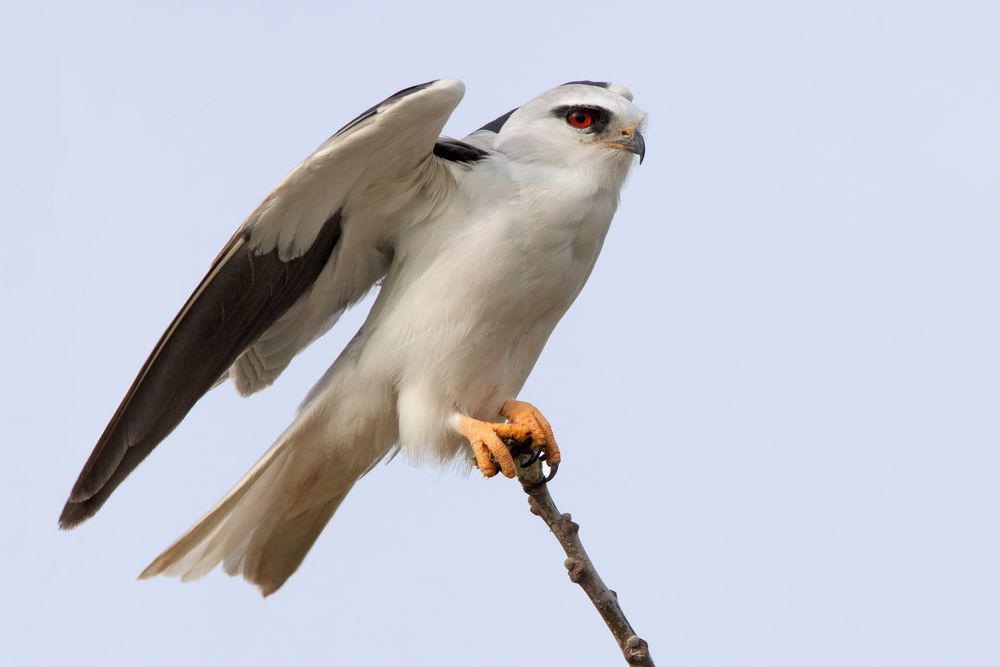 Gleitaar Foto & Bild natur, tiere, wildlife Bilder auf