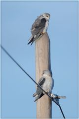 Gleitaar Geschwister-Paar