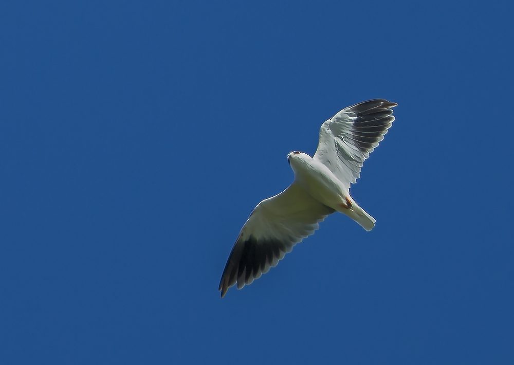 Gleitaar im Flug