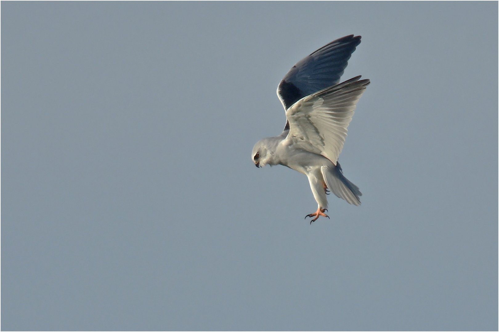 Gleitaar im Rüttelflug