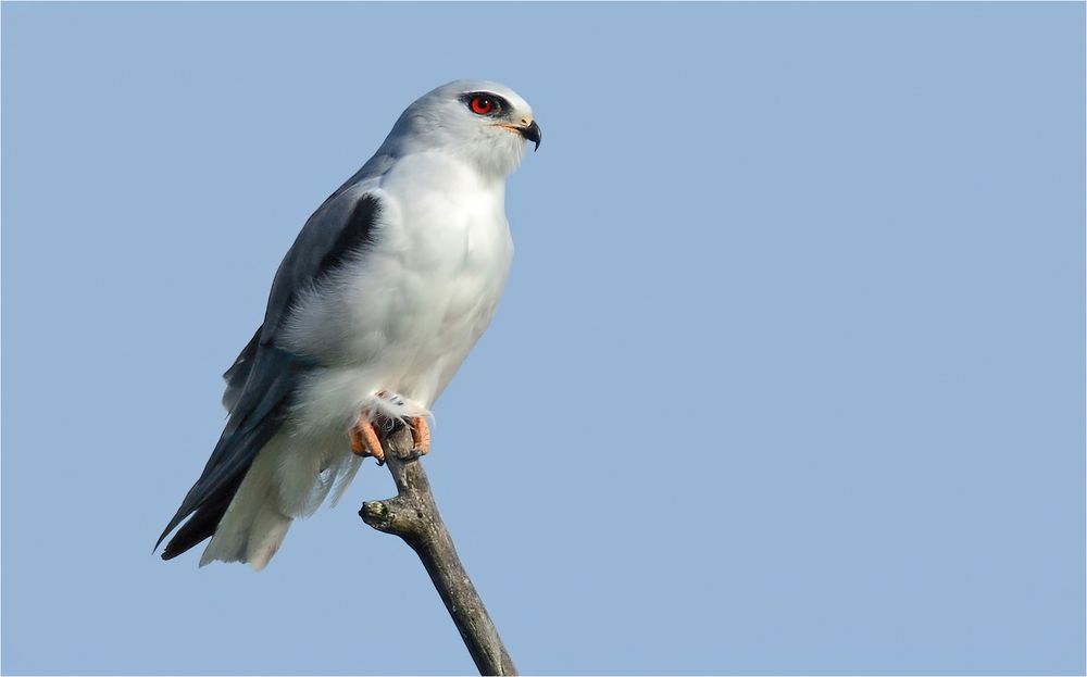 Gleitaar  in Brandenburg