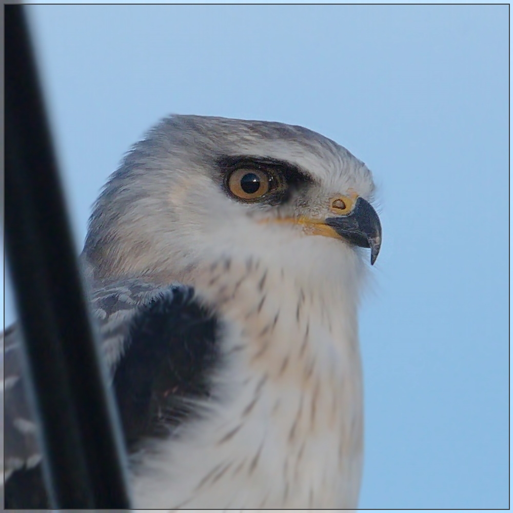 Gleitaar (juvenil) Portrait