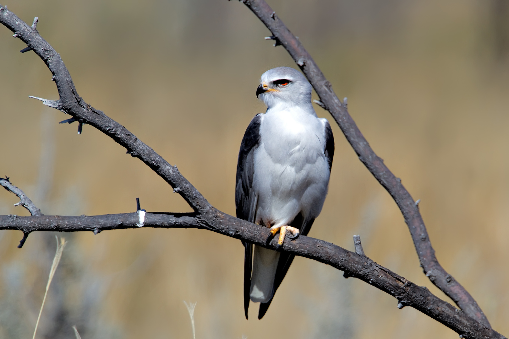 Gleitaar Namibia 2010