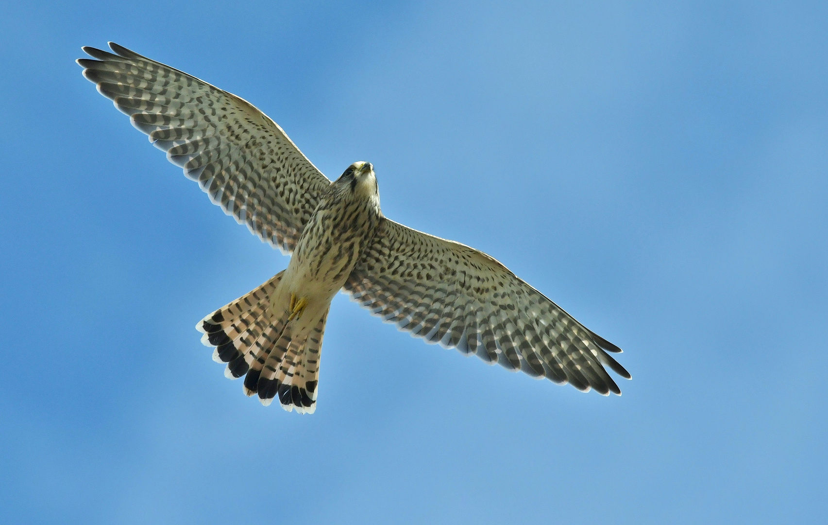 Gleiten im Wind