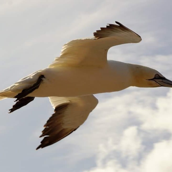 Gleiten über Helgoland 