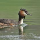 Gleiten übers Goldene Wasser