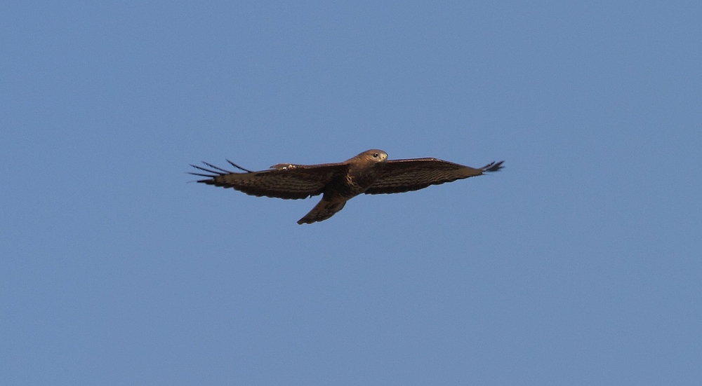 Gleitender Mäusebussard