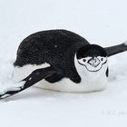 gleitender Zügelpinguin