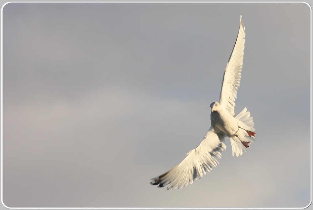 Gleiter an der Nordsee