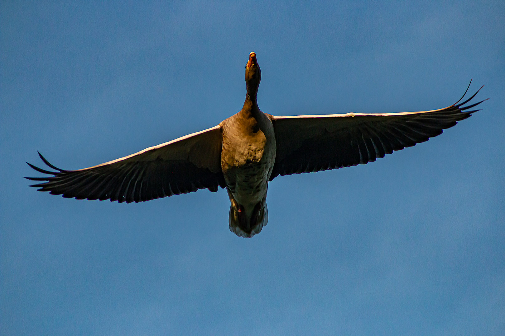 Gleitflug.