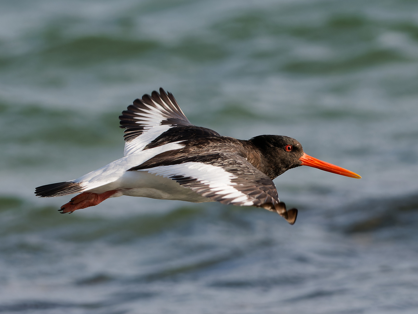 Gleitflug - Austernfischer