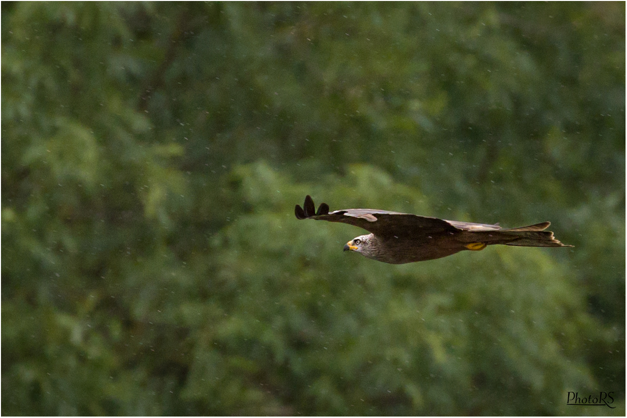 Gleitflug bei Regen