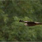 Gleitflug bei Regen