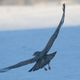 Gleitflug beim Wintereinbruch