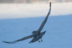 Gleitflug beim Wintereinbruch