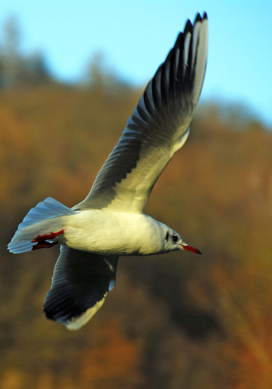 Gleitflug