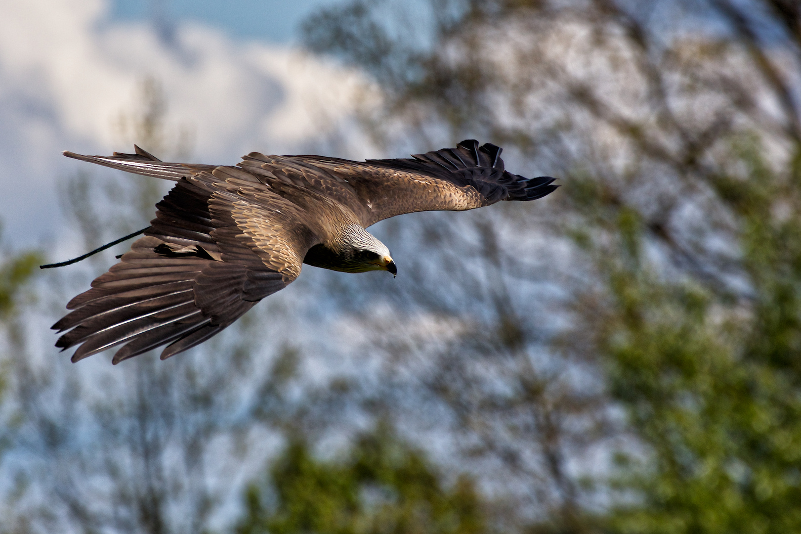 Gleitflug