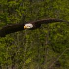 Gleitflug eines jungen Weißkopfseeadlers (Neunkircher Zoo)