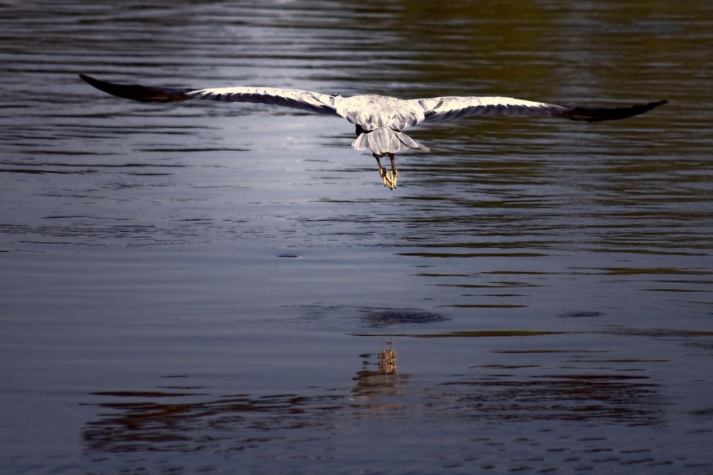 Gleitflug eines Reihers