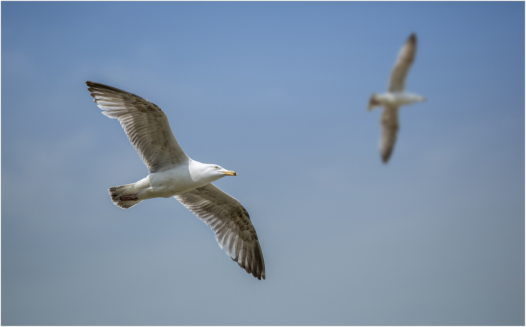 Gleitflug im Doppelpack