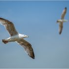 Gleitflug im Doppelpack