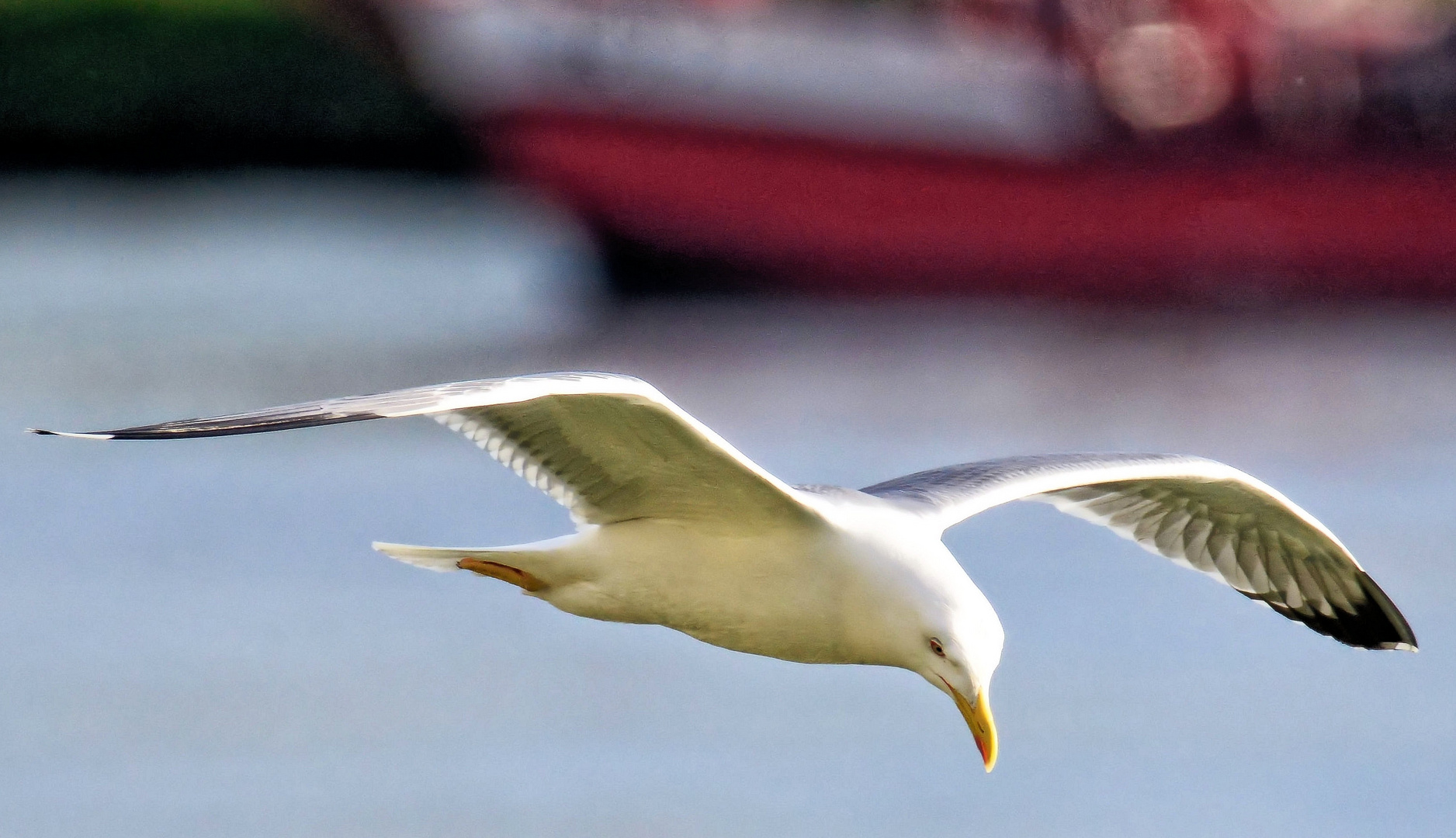 Gleitflug oder Traumflug...