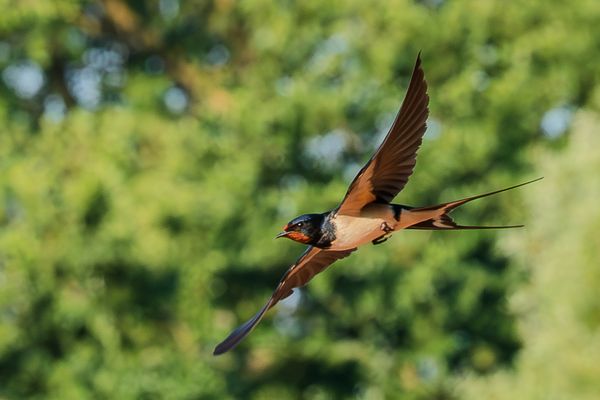 Gleitflug, Rauchschwalbe