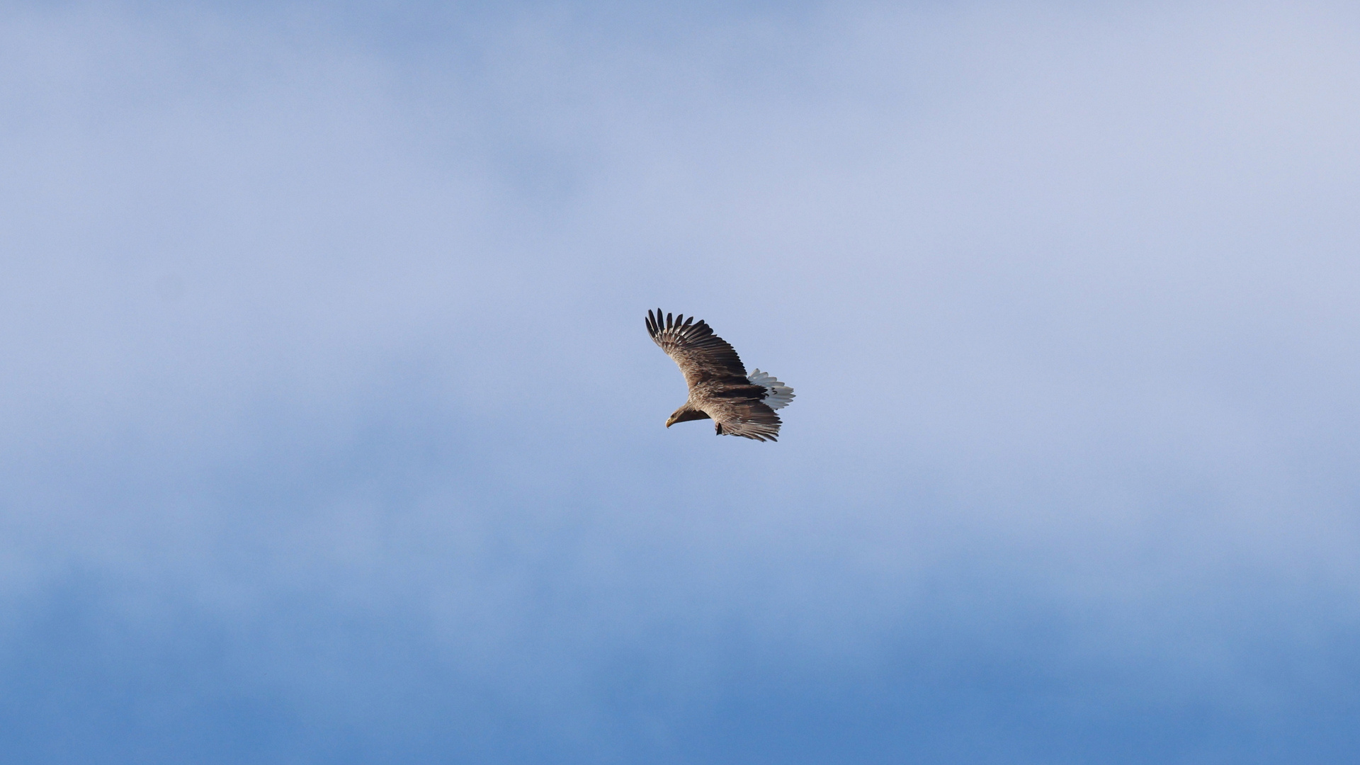 Gleitflug Seeadler