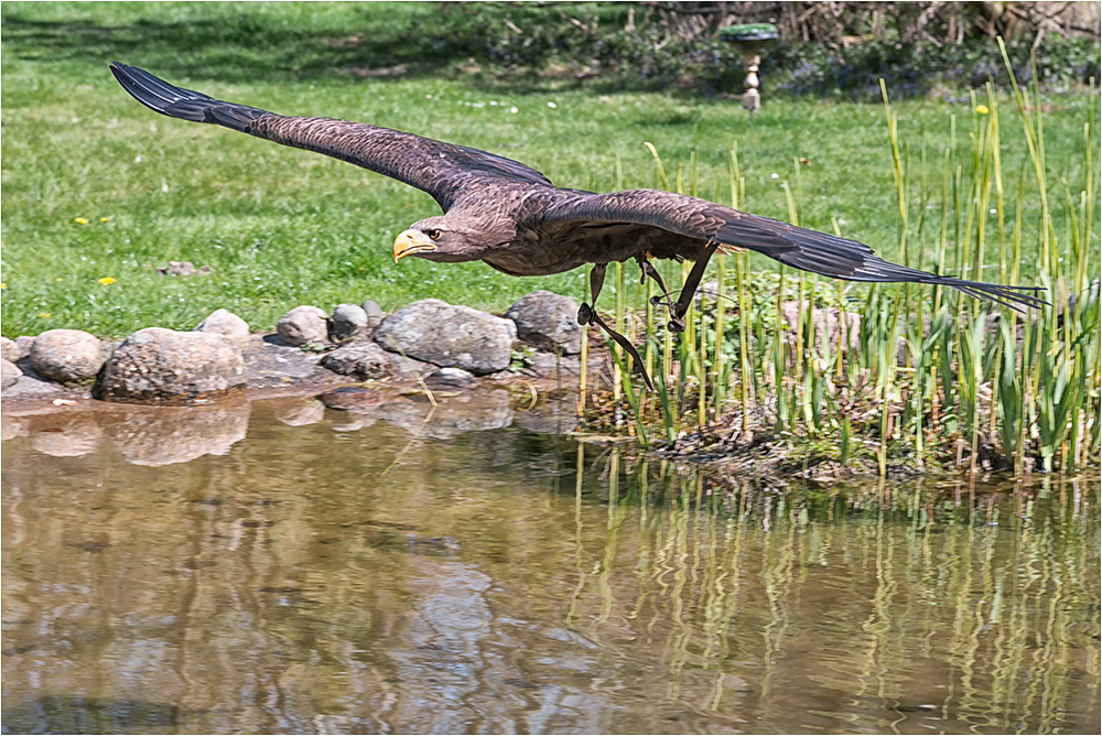 Gleitflug über dem Teich.....