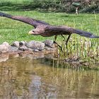 Gleitflug über dem Teich.....