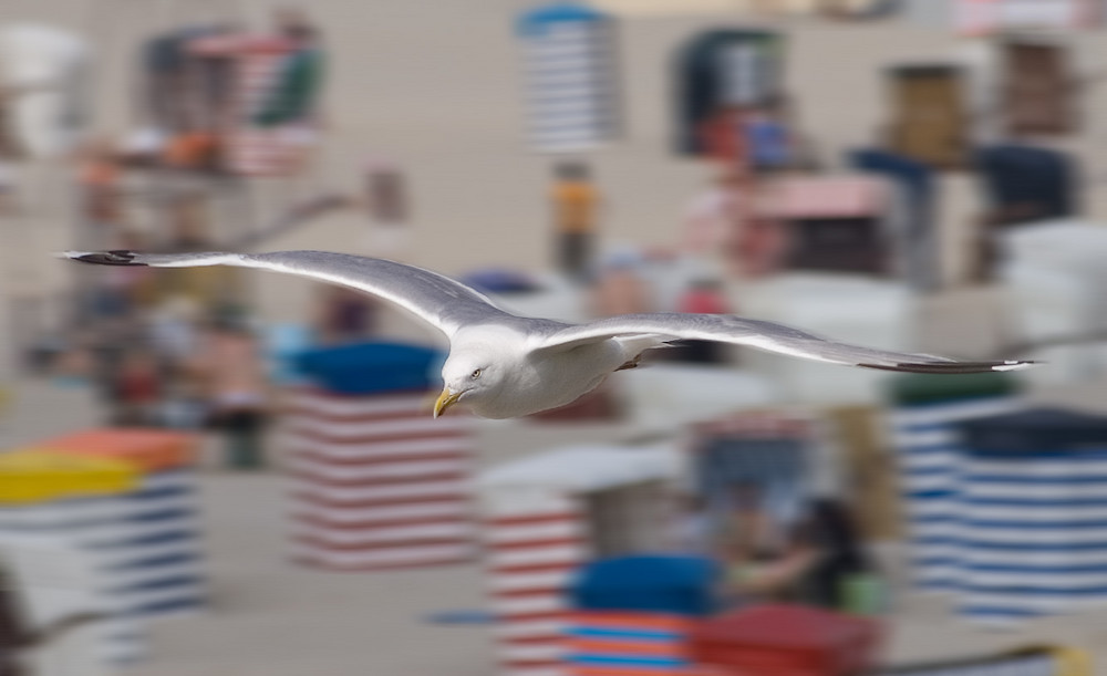 Gleitflug übern Strand