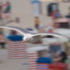 Gleitflug übern Strand