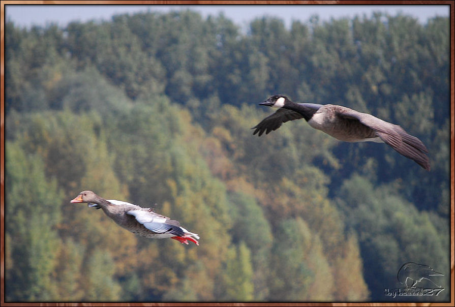 Gleitflug von Grau- und Canadagans