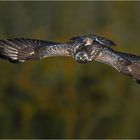 Gleitflug zur Beute