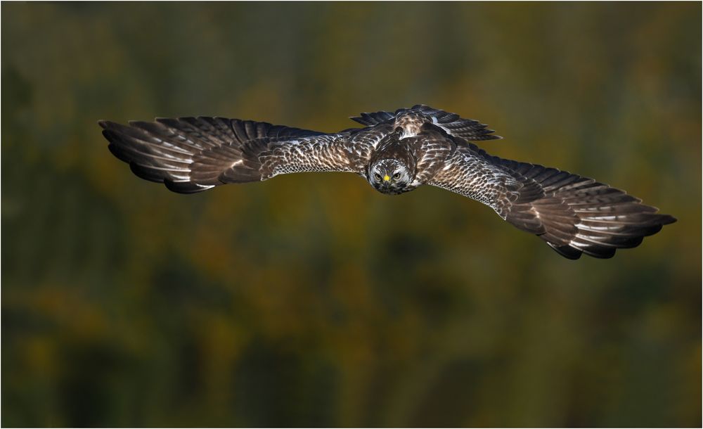 Gleitflug zur Beute