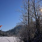 Gleitschirmflieger-Landung im Sonnen(stern)licht